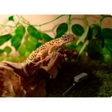 SwitchBot Pack intelligent – lot de 3 thermo-hygromètres et Hub Mini, Bundle Blanc