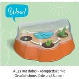 KOSMOS 45496907 coffret de sciences pour enfant, Boîte d’expérience Kit d'expériences, Botanique, 6 an(s)