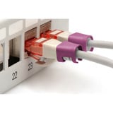 Digitus Clips de couleur pour câbles de raccordement - Magenta, Finition Magenta