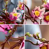 LEGO Botanicals Branches de magnolia, Jouets de construction Vente au détail